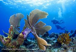 Cayman Islands Scuba Diving Holiday. Cayman Brac Dive Centre. Coral Divers.